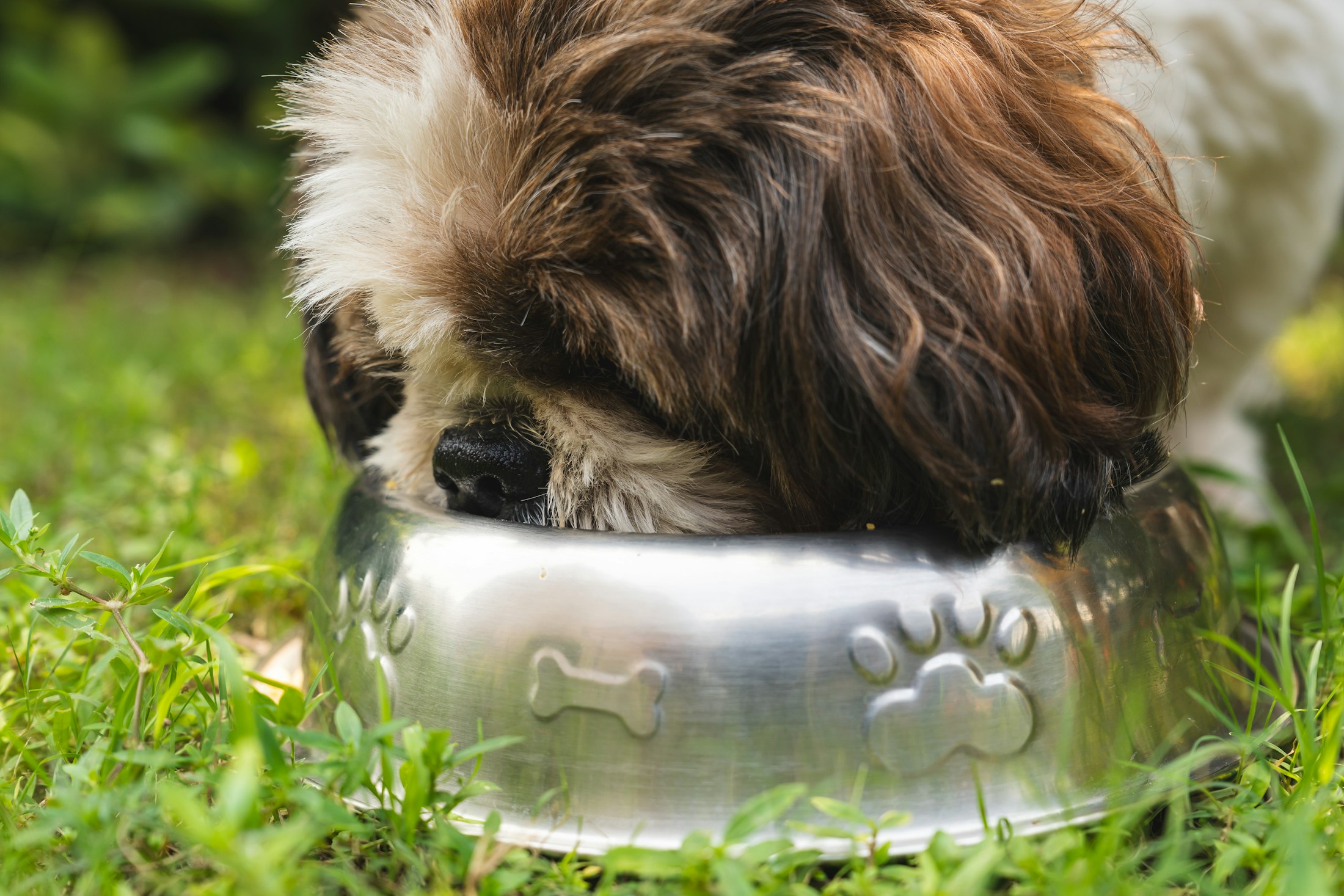 A dog at its dinner bowl