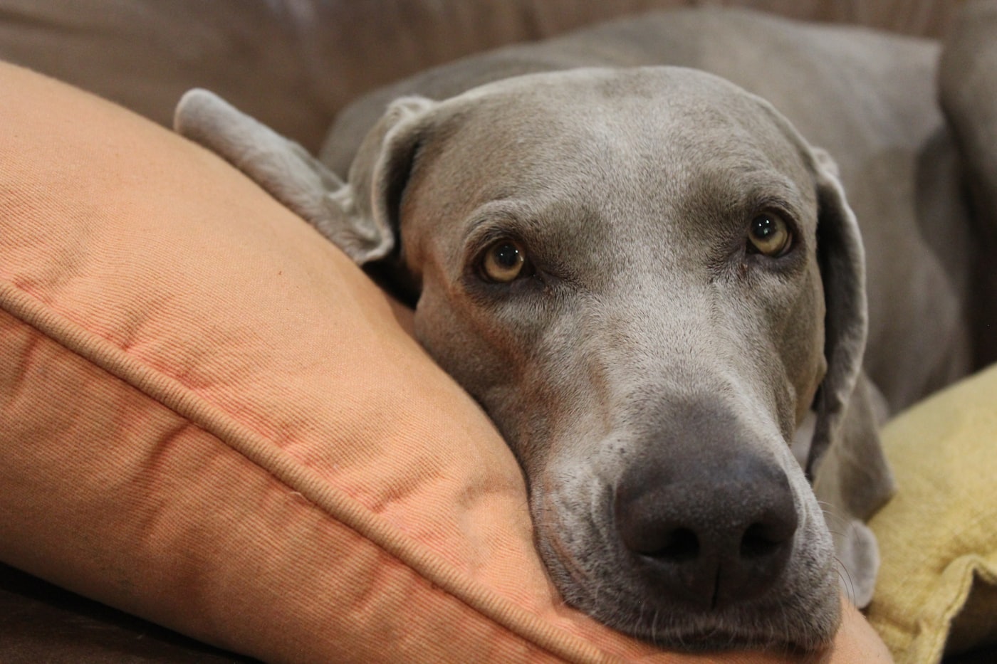 A dog resting its head on a pillow
